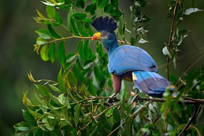 Experienced birding guide helping visitors identify rare birds in Uganda's lush forests.