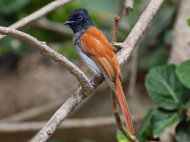 Zanzibar coastal birds resting near mangroves and turquoise waters on Spice Island