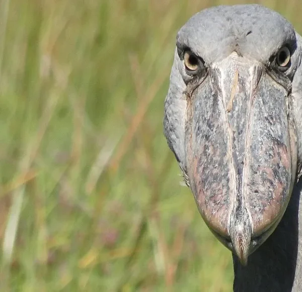 Expression, remarkable patience, thriving wetlands, and conservation success stories 