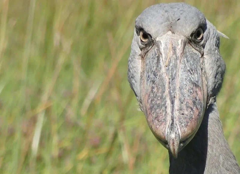 bird-with-resting-face expression, remarkable patience, thriving wetlands, and conservation success stories.
