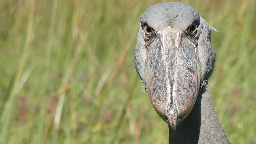 Expression, remarkable patience, thriving wetlands, and conservation success stories