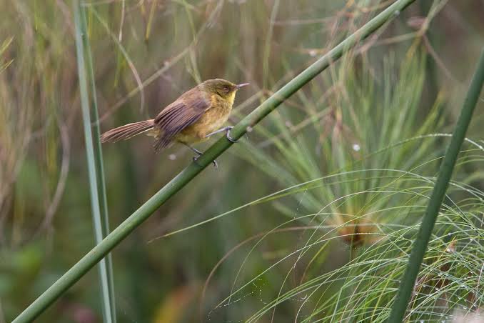 Rwanda papyrus wetland with endemic birds among dense green marsh vegetation and reeds