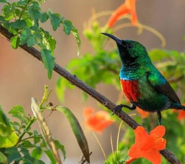 Birding and Gorilla Trekking: Rwanda's Best Experiences