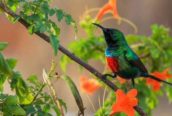 Birding and Gorilla Trekking: Rwanda's Best Experiences