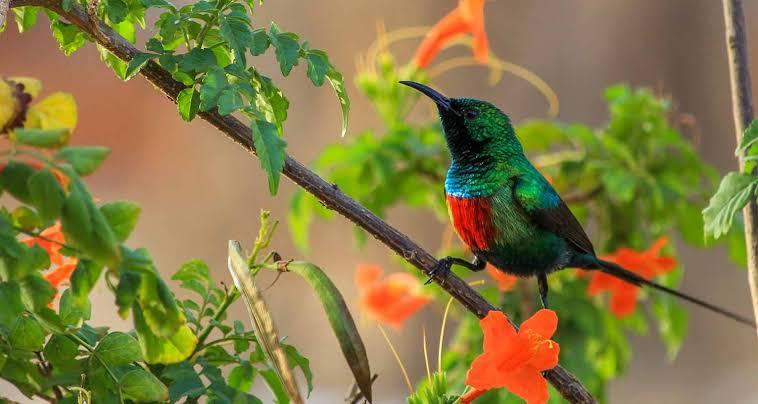Birding and Gorilla Trekking: Rwanda's Best Experiences