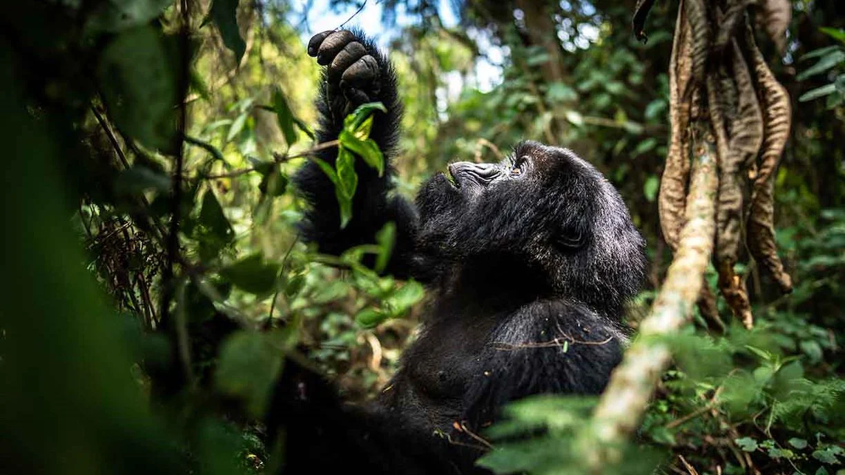 Mountain gorilla and rare birds exploring Uganda and Rwanda forest habitats together