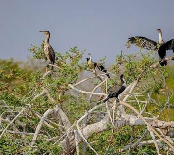 Gishwati Mukura National Park: Rwanda's Newest Birding