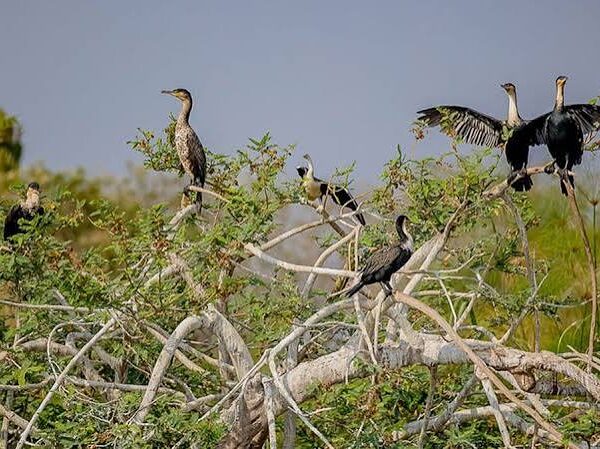Gishwati Mukura National Park: Rwanda's Newest Birding