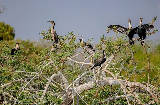 Gishwati Mukura National Park: Rwanda's Newest Birding