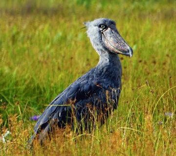Nabajjuzi Wetland: Uganda's Hidden Birding Secret