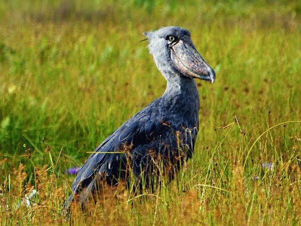 Nabajjuzi Wetland: Uganda's Hidden Birding Secret