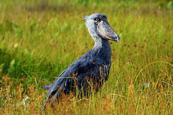 Nabajjuzi Wetland: Uganda's Hidden Birding Secret