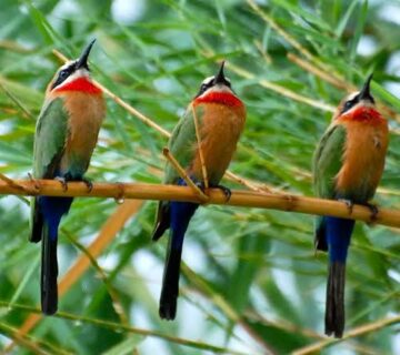 Selous Game Reserve: Birding in the Nyerere