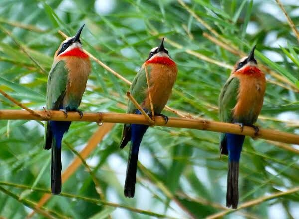 Selous Game Reserve: Birding in the Nyerere