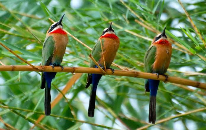 Selous Game Reserve: Birding in the Nyerere