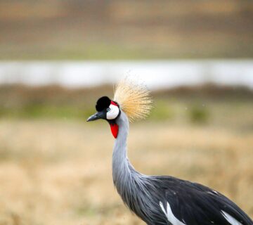 Ruaha National Park: Tanzania's Remote Birding Wilderness