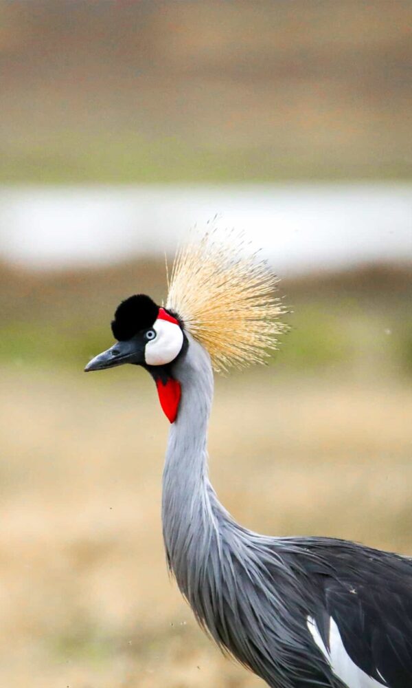 Ruaha National Park: Tanzania's Remote Birding Wilderness