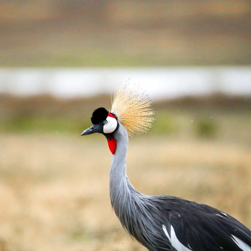 birding-at-ruaha-NP Ruaha National Park: Tanzania's Remote Birding Wilderness