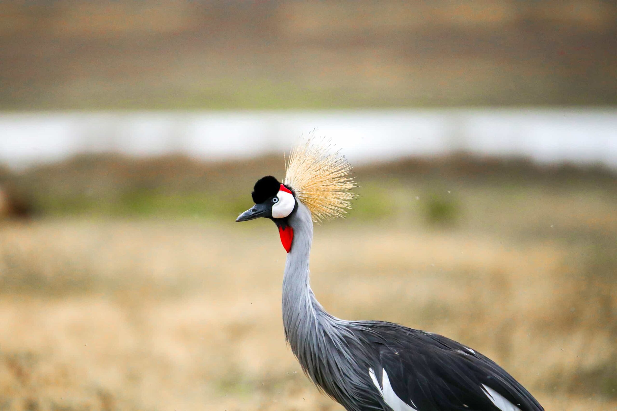 Ruaha National Park: Tanzania's Remote Birding Wilderness
