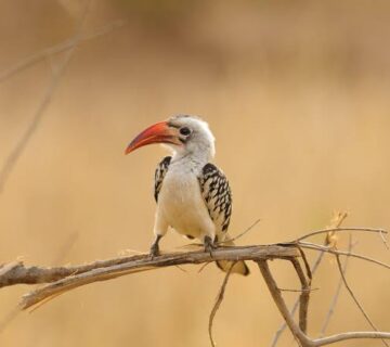 Udzungwa Mountains: Tanzania's Arc Birding Treasure