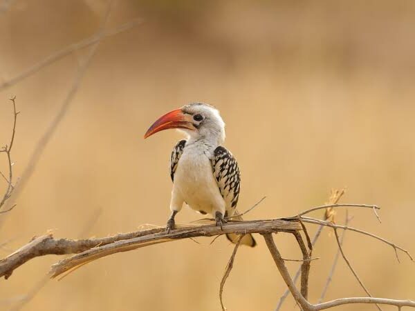 Udzungwa Mountains: Tanzania's Arc Birding Treasure