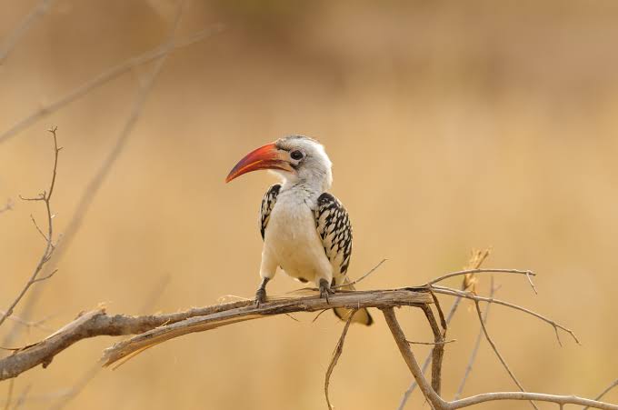 Udzungwa Mountains: Tanzania's Arc Birding Treasure