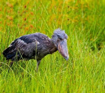 Ziwa Rhino Sanctuary: An Unexpected Birding Stop