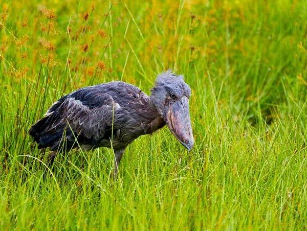 Ziwa Rhino Sanctuary: An Unexpected Birding Stop