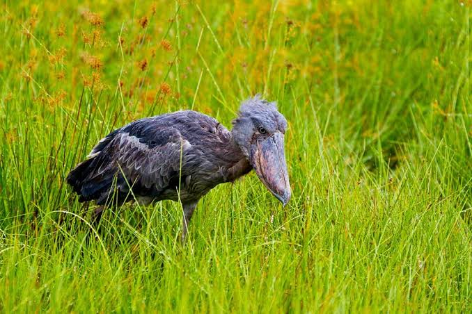 birding-at-zziwa-rhino-uganda Ziwa Rhino Sanctuary: An Unexpected Birding Stop