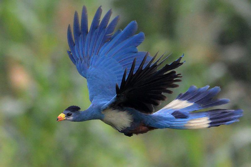 Colorful forest bird perched among lush vegetation in Bwindi Impenetrable Forest, Uganda.