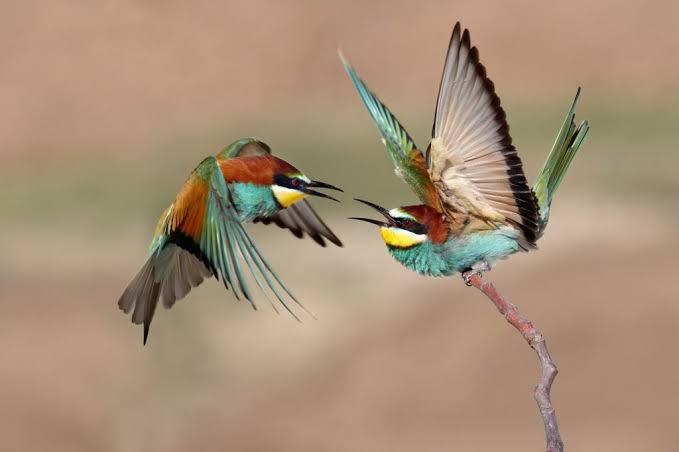 Albertine Rift endemic birds across lush forests with diverse species thriving in mountain habitats.