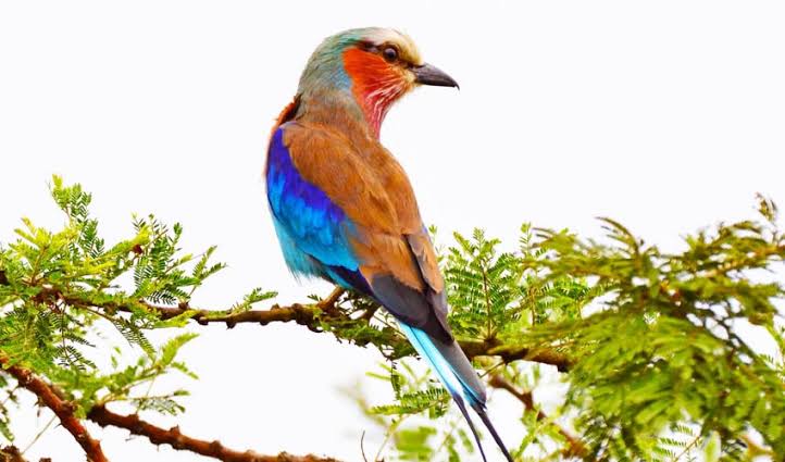 Rwanda wet season birding amid lush forests, flowering plants, wetlands, and vibrant birdlife.