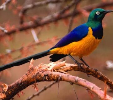 Aberdare National Park: Kenya's Highland Bird Habitat