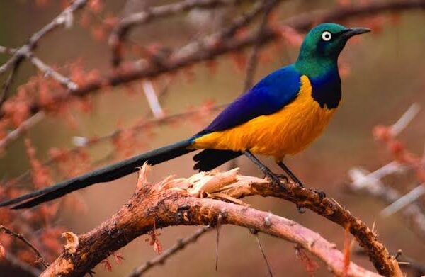 Aberdare National Park: Kenya's Highland Bird Habitat