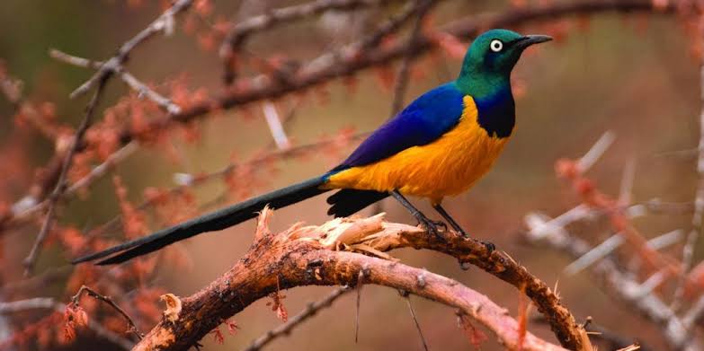 Aberdare National Park: Kenya's Highland Bird Habitat
