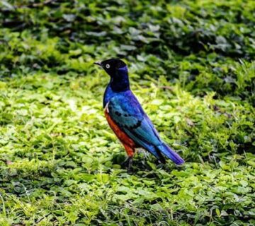 Akagera National Park: Savanna Birding in Rwanda