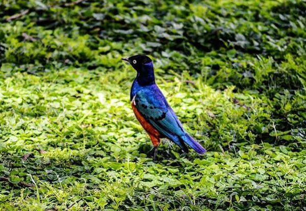 Akagera National Park: Savanna Birding in Rwanda