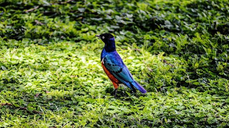 Akagera National Park: Savanna Birding in Rwanda