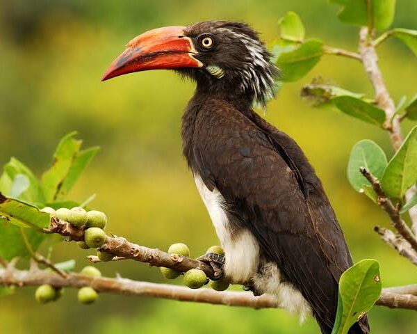Bwindi Impenetrable Forest: Birding Beyond the Gorillas