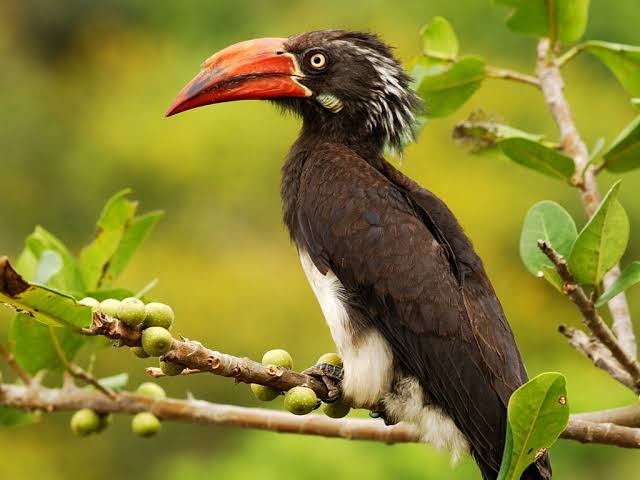 Bwindi Impenetrable Forest: Birding Beyond the Gorillas