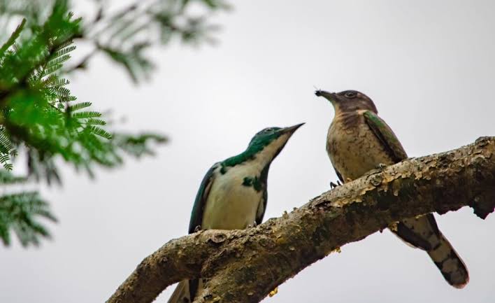 The Best Birding Countries in East Africa Ranked