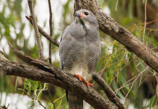 Entebbe Botanical Gardens: Easy Birding for Beginners