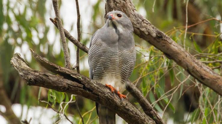 Entebbe Botanical Gardens: Easy Birding for Beginners