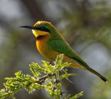 Nairobi National Park: Wild Birding Minutes from the City