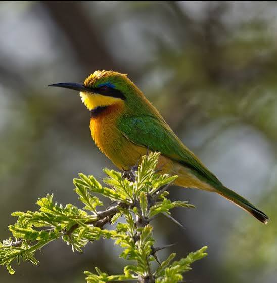 Nairobi National Park: Wild Birding Minutes from the City
