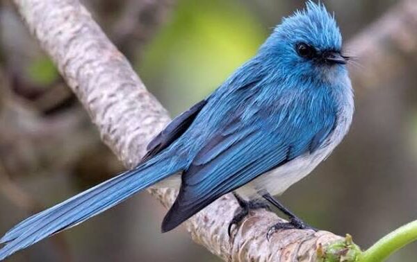Kibale Forest National Park: A Haven for Forest Birds
