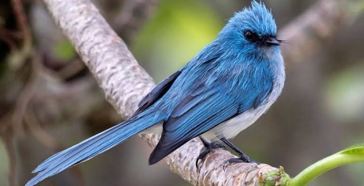 Kibale Forest National Park: A Haven for Forest Birds