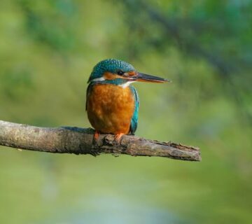 Kidepo Valley National Park: Wild Frontier for Birds