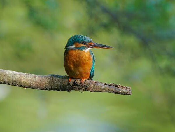 Kidepo Valley National Park: Wild Frontier for Birds