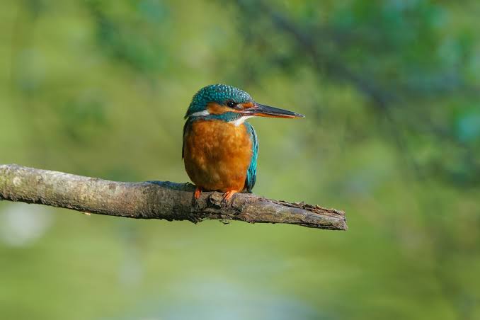 Kidepo Valley National Park: Wild Frontier for Birds